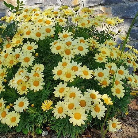 Sant'anna * 圣雷默