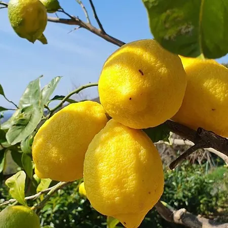 Farm stay Agriturismo Sant'anna *