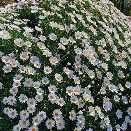 农家乐 Sant'anna *