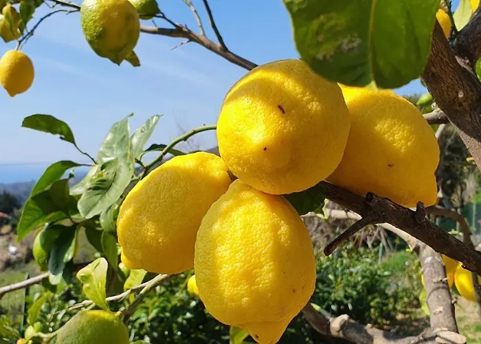 Farm stay Sant'anna *